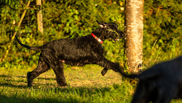 Riesenschnauzer von der Teck
