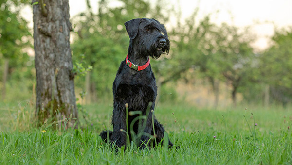 Riesenschnauzer von der Teck